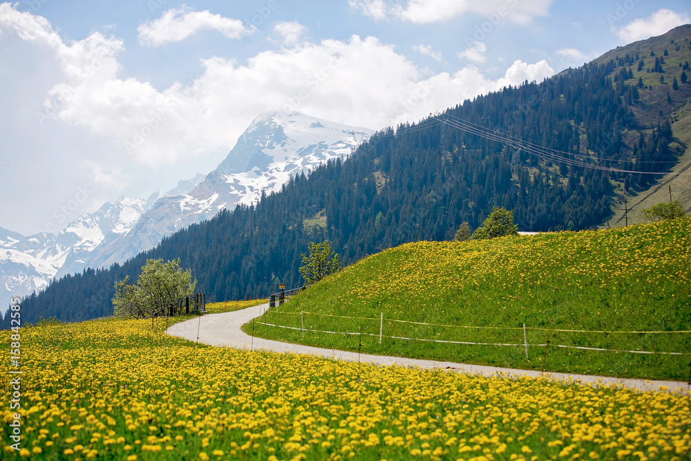 Beautiful spring landscape in Switzerland Alps with fields of dandelions, cows and rural life