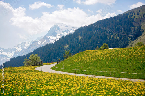 Beautiful spring landscape in Switzerland Alps with fields of dandelions  cows and rural life