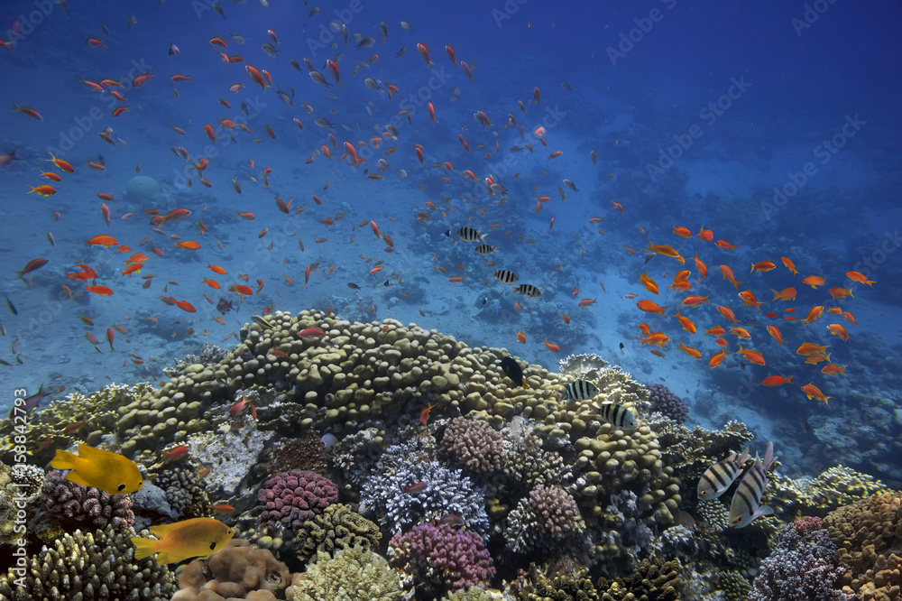 Obraz premium Underwater life landscape