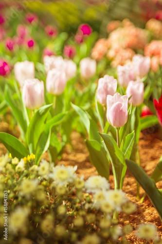 Close up flowers background.Amazing view of colorful pink tulip flowering in the garden and green grass landscape at sunny summer or spring day.Beautiful pink tulip in tulip field with blur background