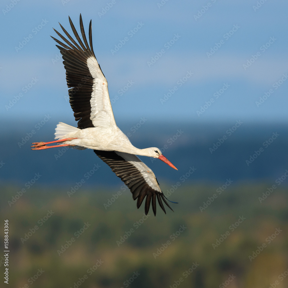 Naklejka premium Stork soaring over the vast forest landscape.