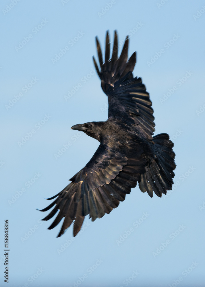 Obraz premium Raven in flight over the blue sky background.