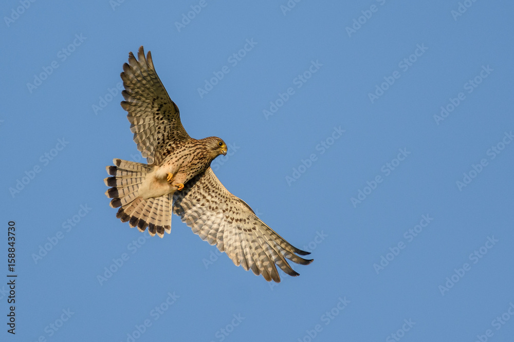 Fototapeta premium Falcon in flight over natural blue sky background.