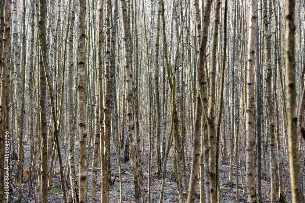 Obraz premium Birtch forest.