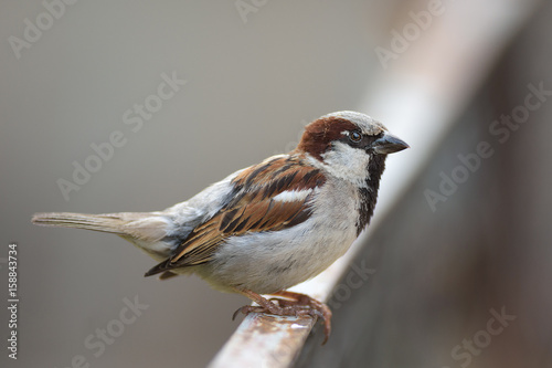 House Sparrow perched on fence.