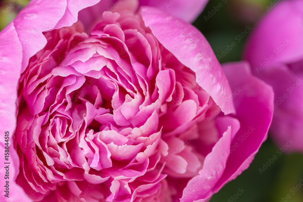 One big rose peony flower macro close up. One big rose peony flower macro close up.