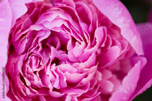 One big rose peony flower macro close up. © Kirill Gorlov