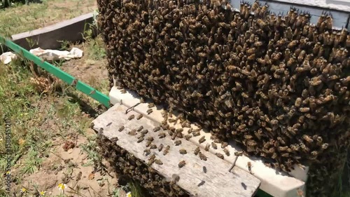 ana arının kaybı ve kovanın dağılması photo