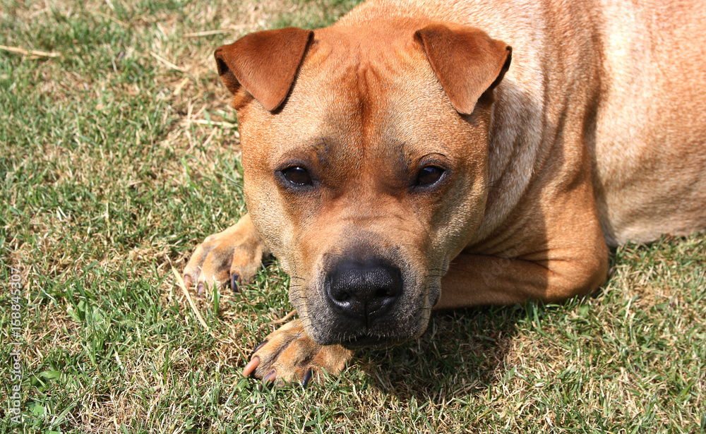 Hund mit Blick in die Kamera