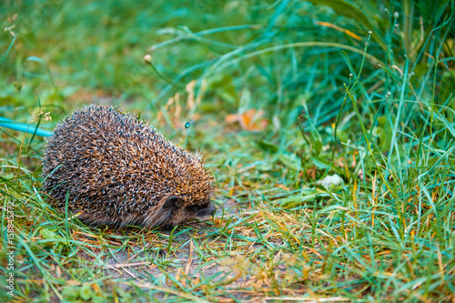 Hedgehog walking in the grass