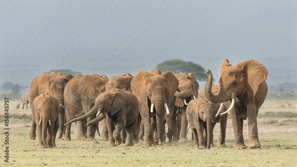 Herd of African Elephants in Amboseli, Kenya Herd of African Elephants in Amboseli, Kenya