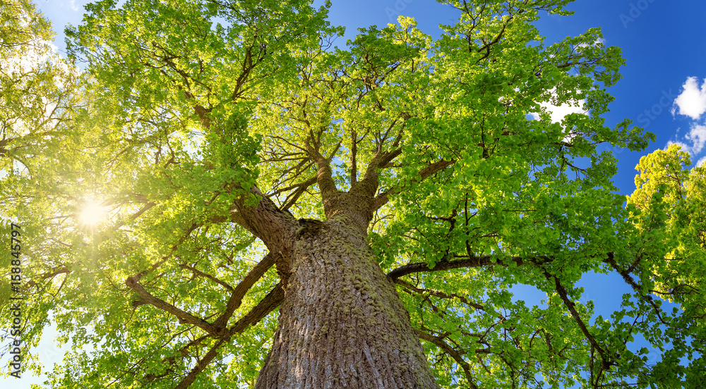 Obraz premium old linden tree foliage in morning light with sunlight