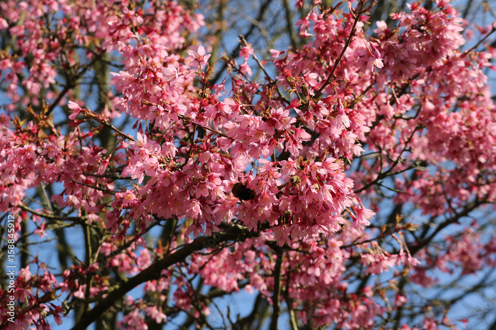 Natur Pflanze Baum Kirschblüte pink Natur Pflanze Baum Kirschblüte pink