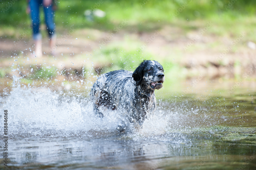 Fototapeta premium dog running in the river