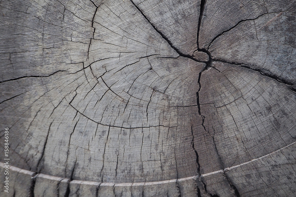Fototapeta premium Close up cross section and annual ring tree texture and background. Wood texture of cutted tree trunk.