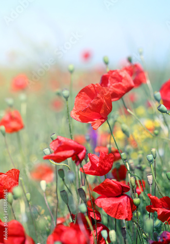 Fototapeta Naklejka Na Ścianę i Meble -  Photo of beautiful red poppies