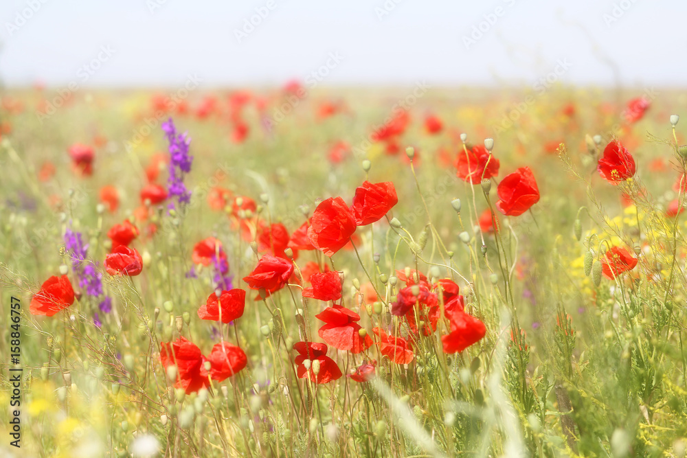 Naklejka premium Photo of beautiful red poppies