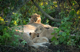 Three Lion cubs, Serengeti, Tanzania