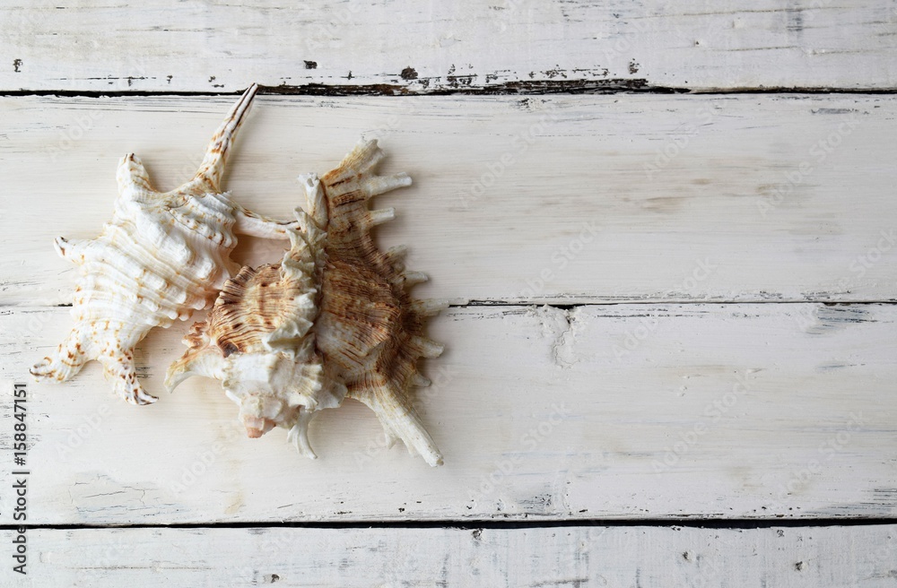 White wooden background with sea shells and copy space 