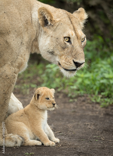 Fototapeta Naklejka Na Ścianę i Meble -  Lioness protecting her cub, Tanzania