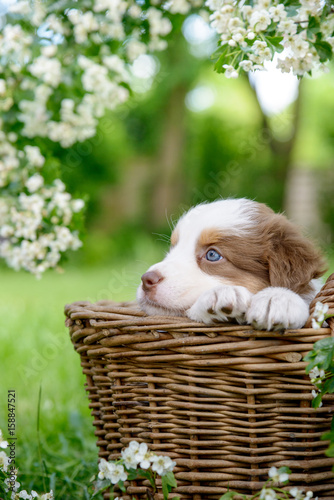 Fototapeta Naklejka Na Ścianę i Meble -  Ein süßer Australian Shepherd Welpe, 5 Wochen alt, sitzt im Sommer in einem Weidenkorb, in einem Garten, den Blick zur Seite, die Pfoten auf dem Rand das Korbes, von Blüten umringt