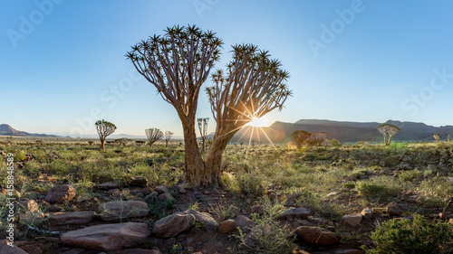Quiver Tree, Namib Rand Reserve, Namibia