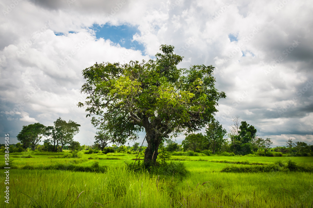 Obraz premium One tree in rice farm filed of Thailand