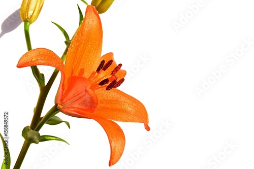 Large orange Lilium flower and three buds on white background  drops of fresh water visible on tepals.