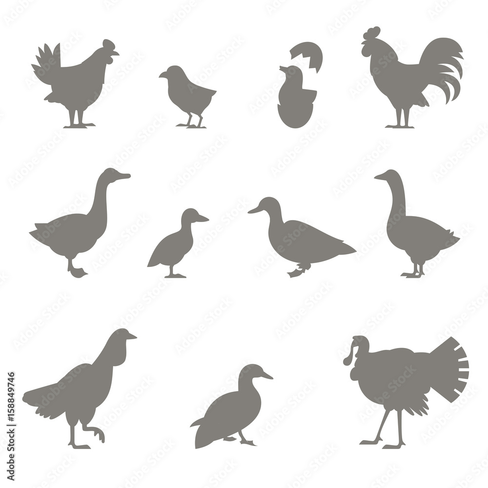Fototapeta premium Farm animals. Silhouettes of chickens.