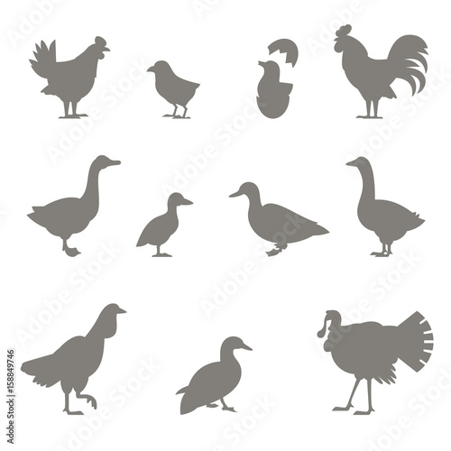 Farm animals. Silhouettes of chickens.