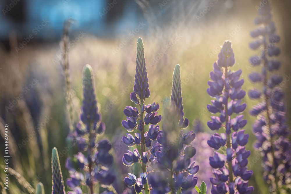 Obraz premium Beautiful violet flowers at sunset, sunny mood, riot of colors