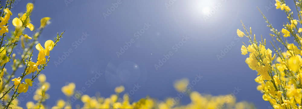 Blauer Himmel mit Ginster