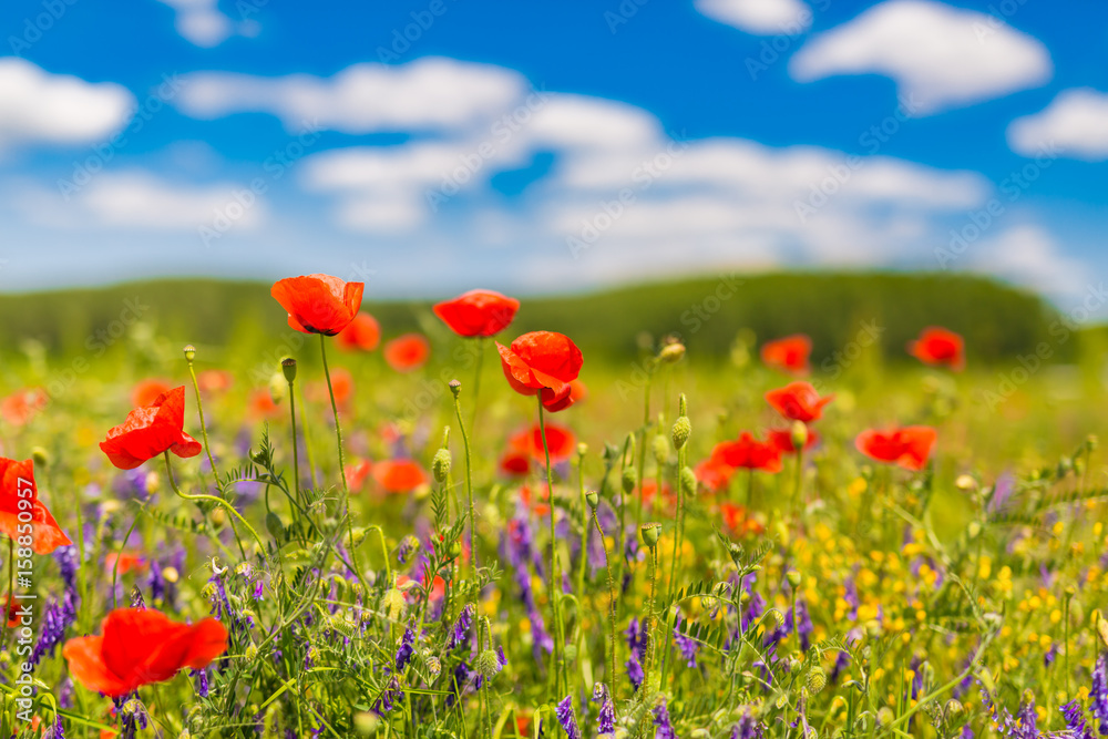 Beautiful nature background. Natural view spring summer flower blooming in the garden green grass background. Sunny day zen garden colorful nature background Beautiful nature background. Natural view spring summer flower blooming in the garden green grass background. Sunny day zen garden colorful nature background