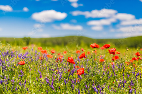 Beautiful nature background. Natural view spring summer flower blooming in the garden green grass background. Sunny day zen garden colorful nature background