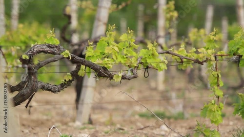 Young shoots of grapes sway in the wind