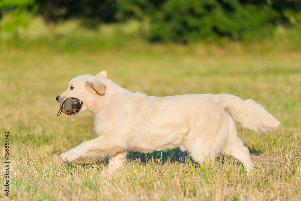 Beauty Golden retriever run at training