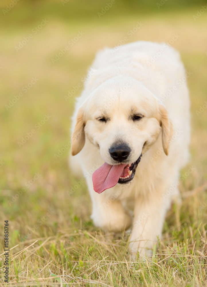 Photo of a beauty Golden retriever dog Photo of a beauty Golden retriever dog