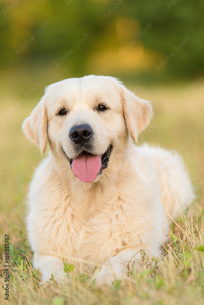 Golden retriever dog relax