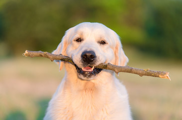 Photo of a beauty Golden retriever dog