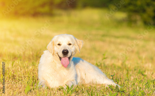 Golden retriever dog relax