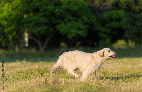 Beauty Golden retriever run at training