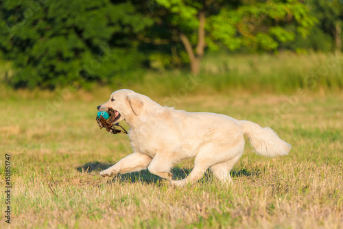 Beauty Golden retriever run at training