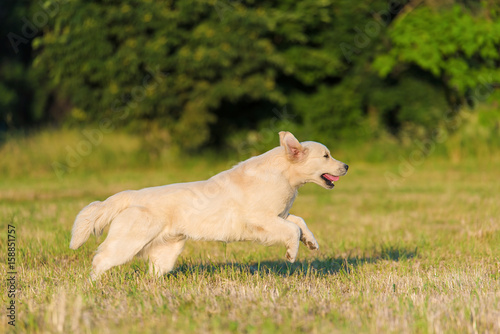 Beauty Golden retriever run at training