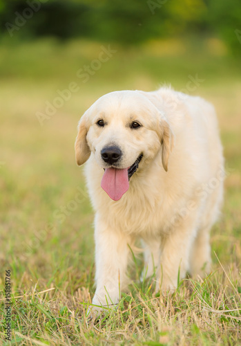 Photo of a beauty Golden retriever dog
