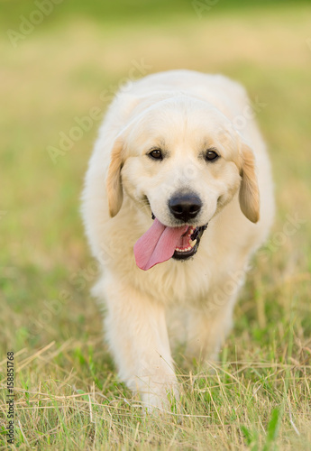 Photo of a beauty Golden retriever dog © SasaStock