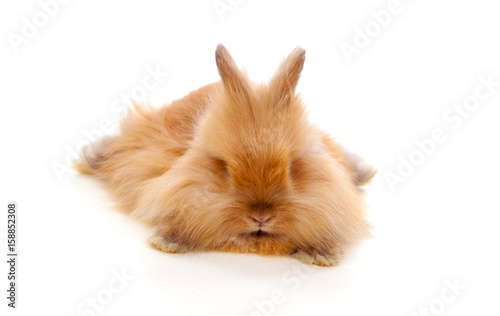 Beautiful brown rabbit toy with long and soft hair lying down
