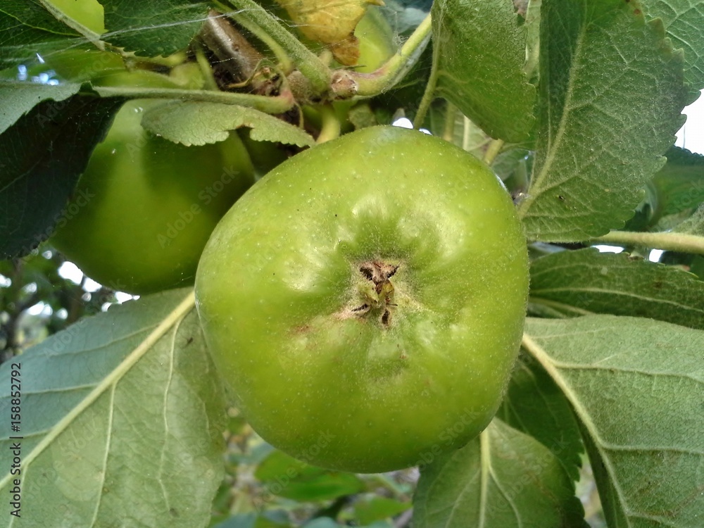 Bramley Apple Bramley Apple