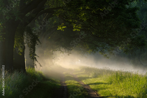 Bäume im Morgennebel