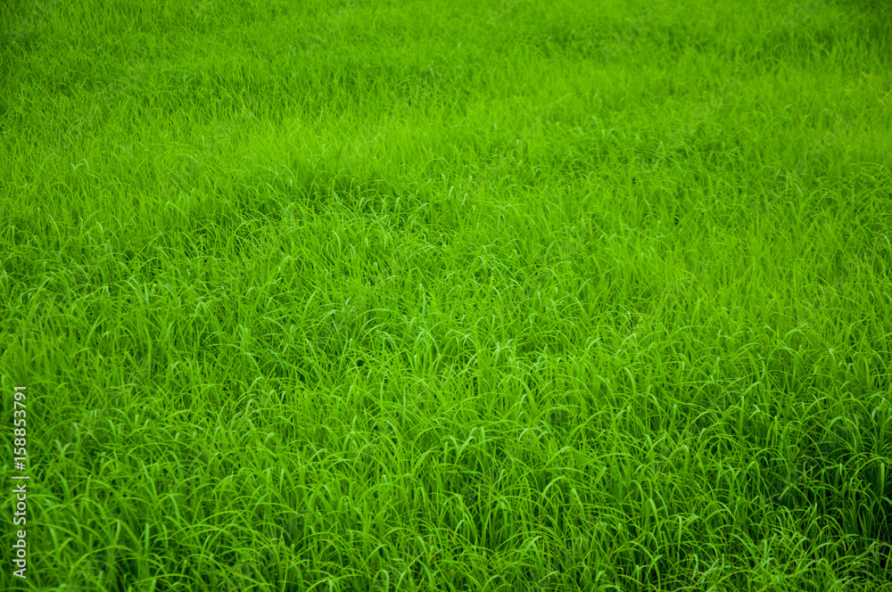 Green rice field of Thailand
