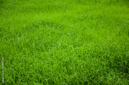 Green rice field of Thailand
